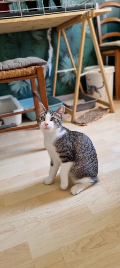 chat