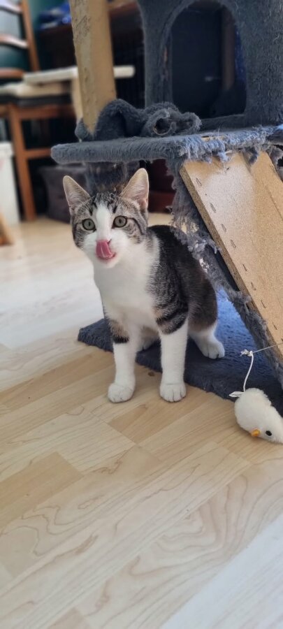 chat
