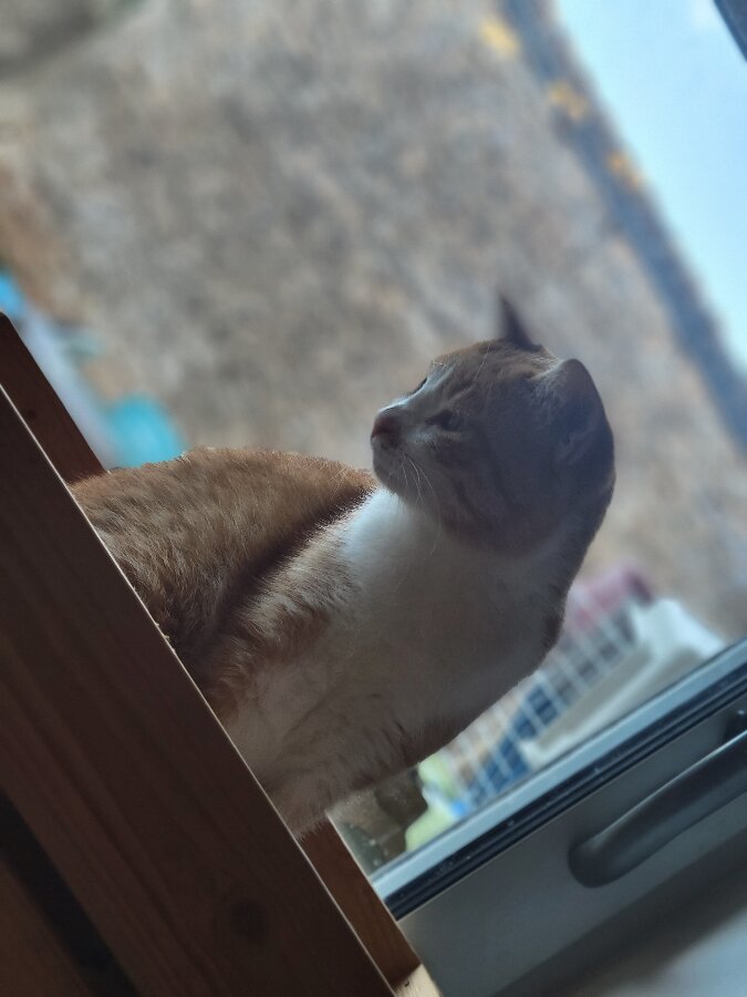 chat