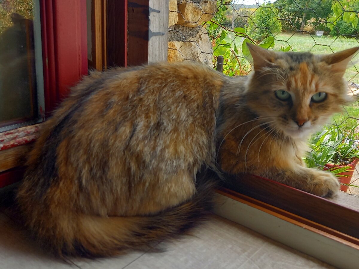 chat