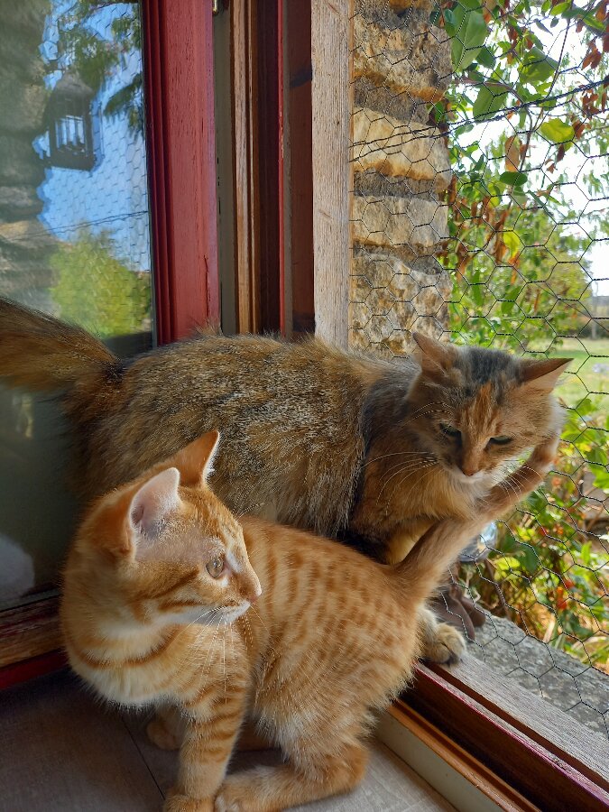 chat