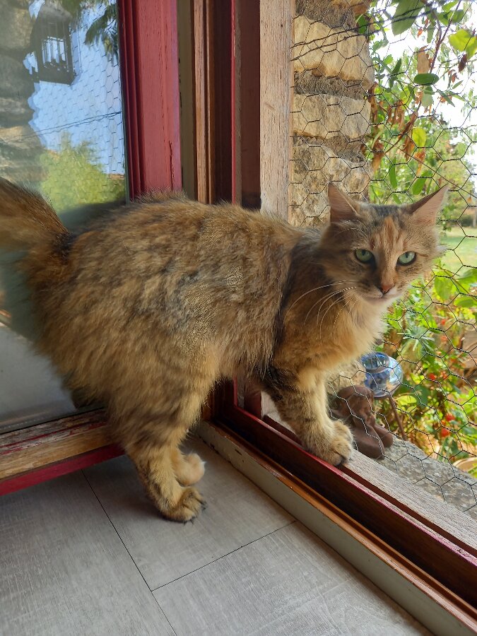 chat