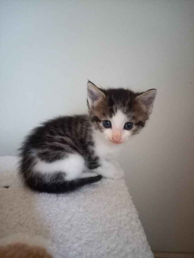 chat