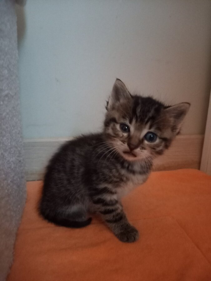 chat
