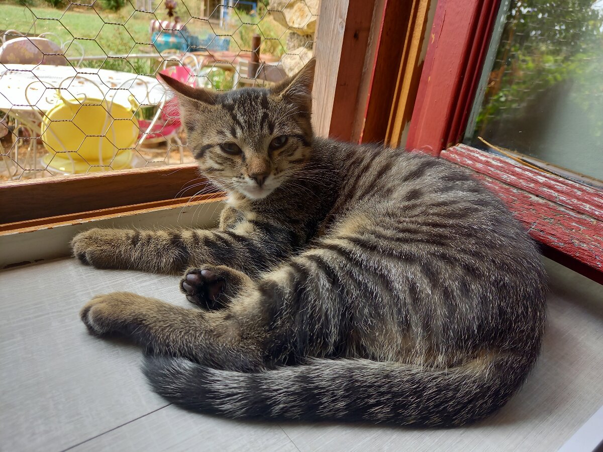 chat