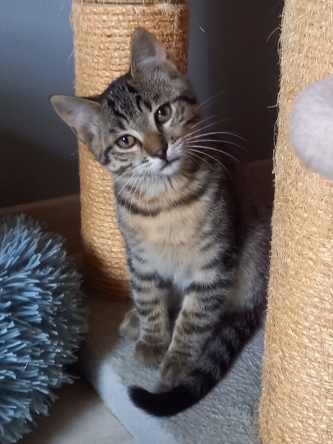 chat
