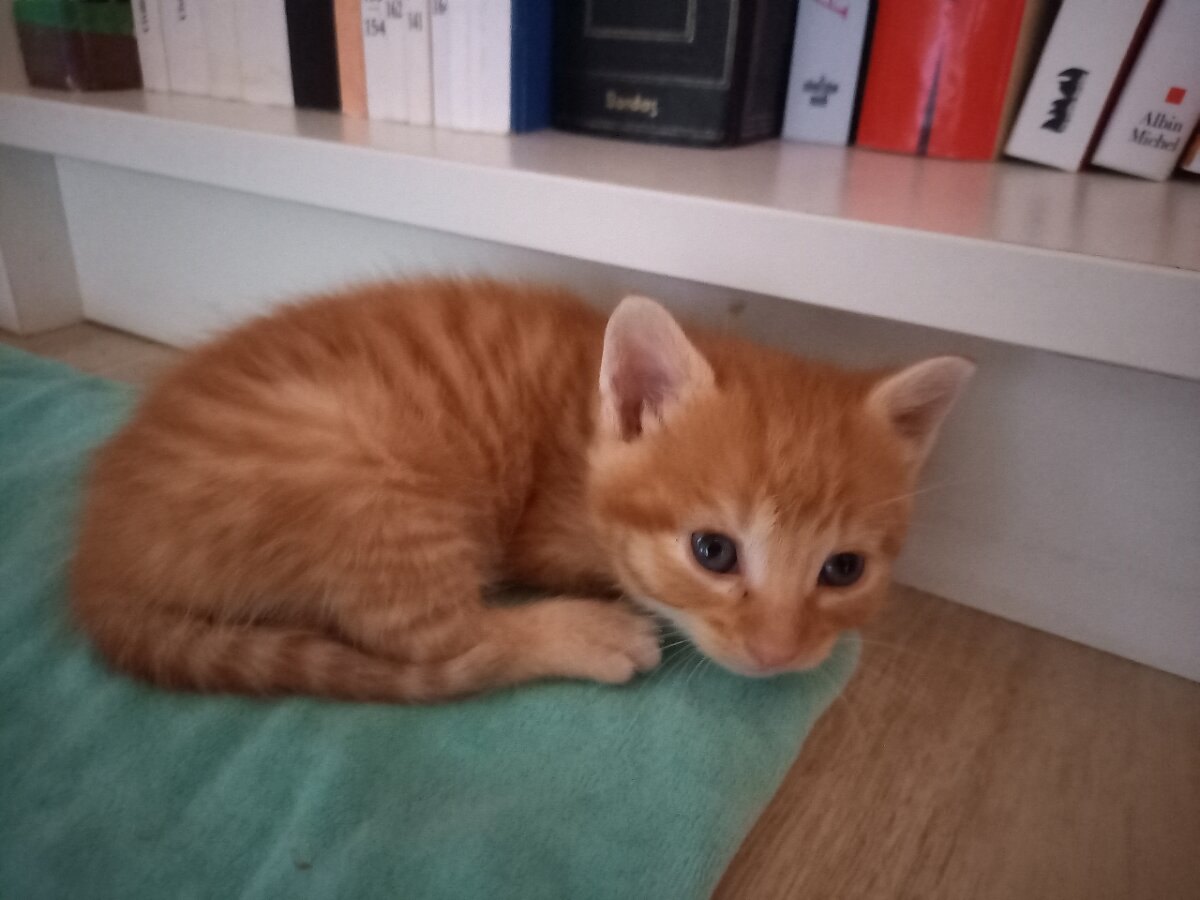 chat