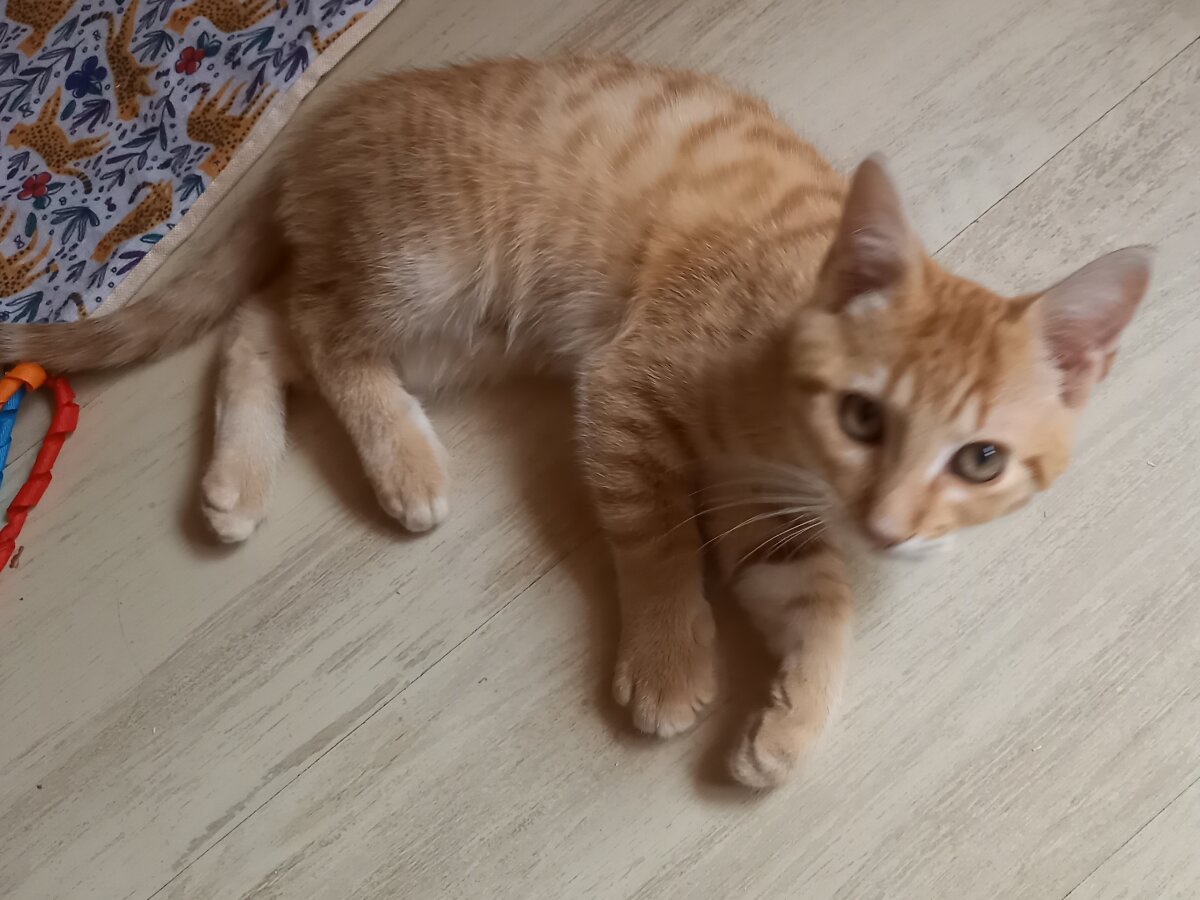 chat