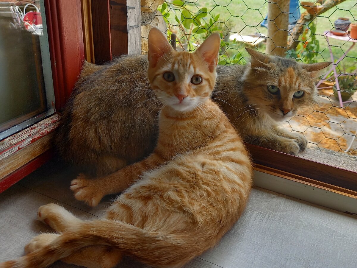 chat