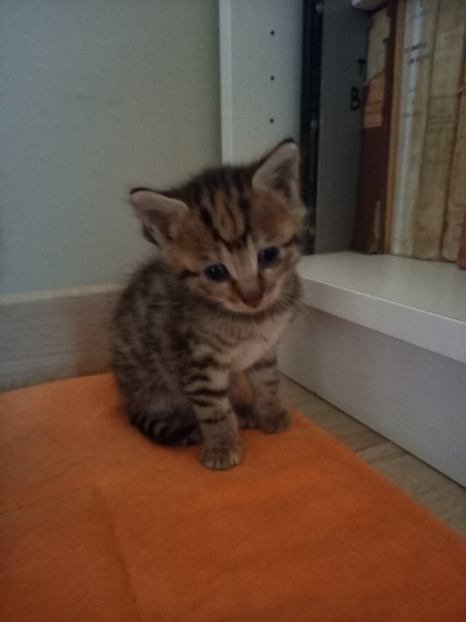 chat