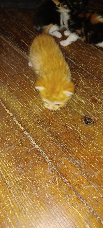 chat