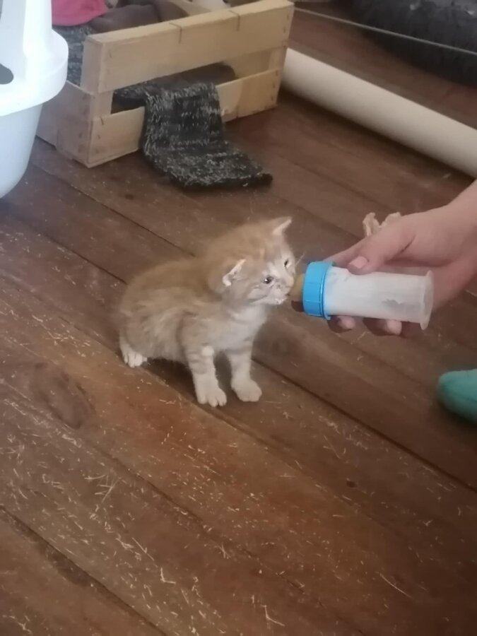 chat