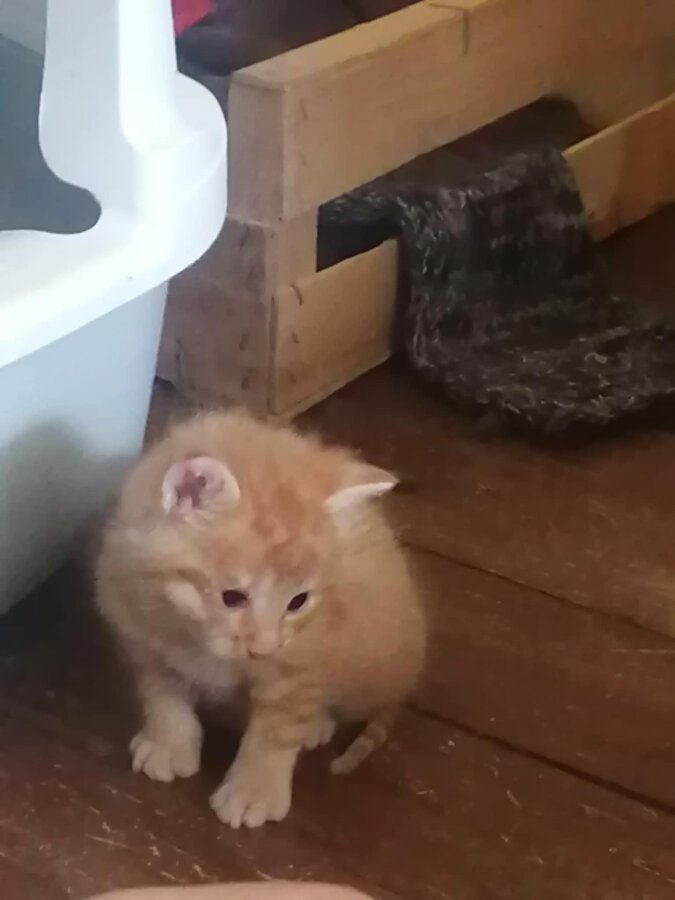 chat