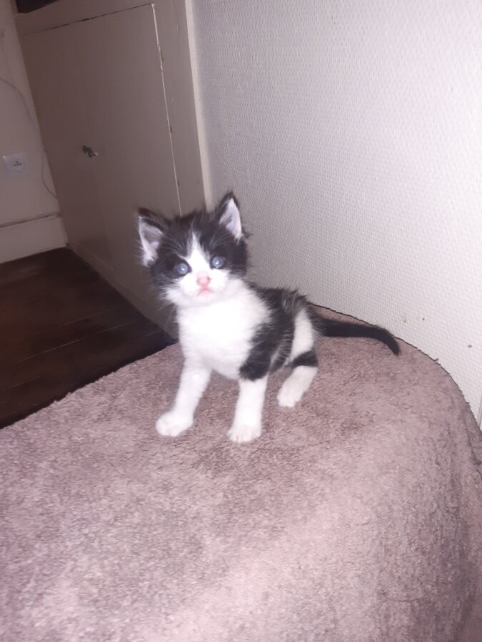 chat