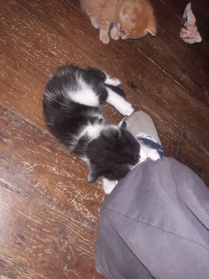 chat