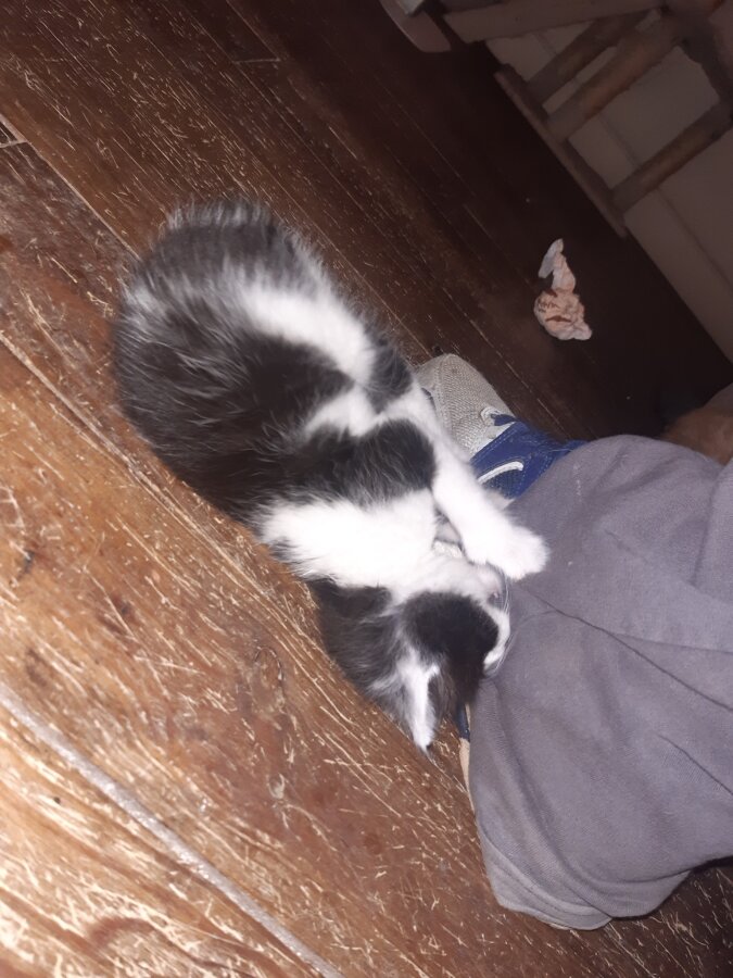 chat