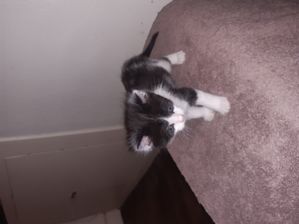 chat
