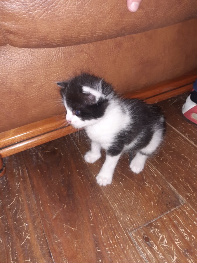chat