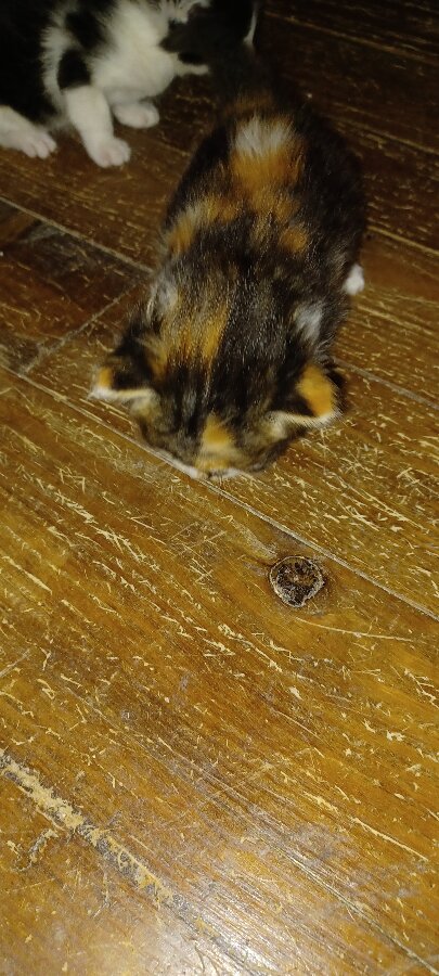 chat