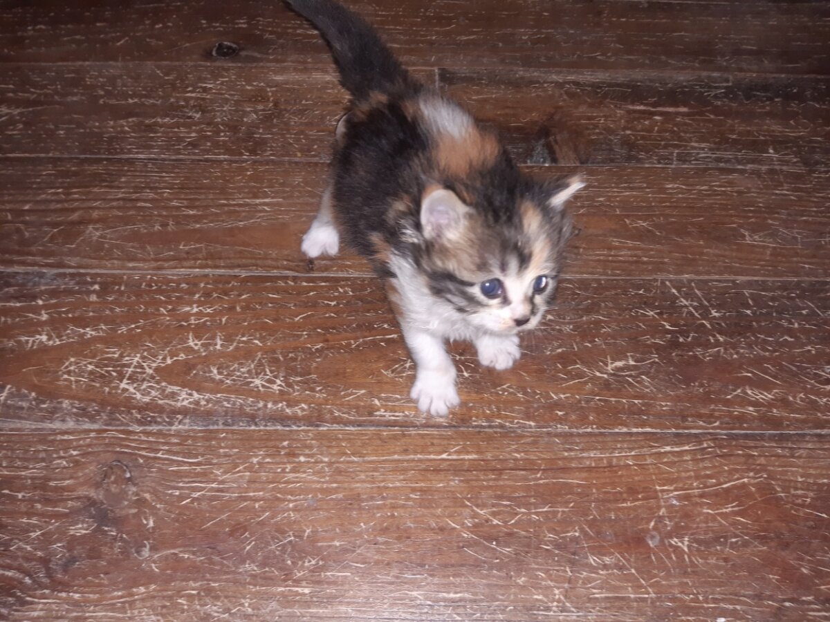 chat