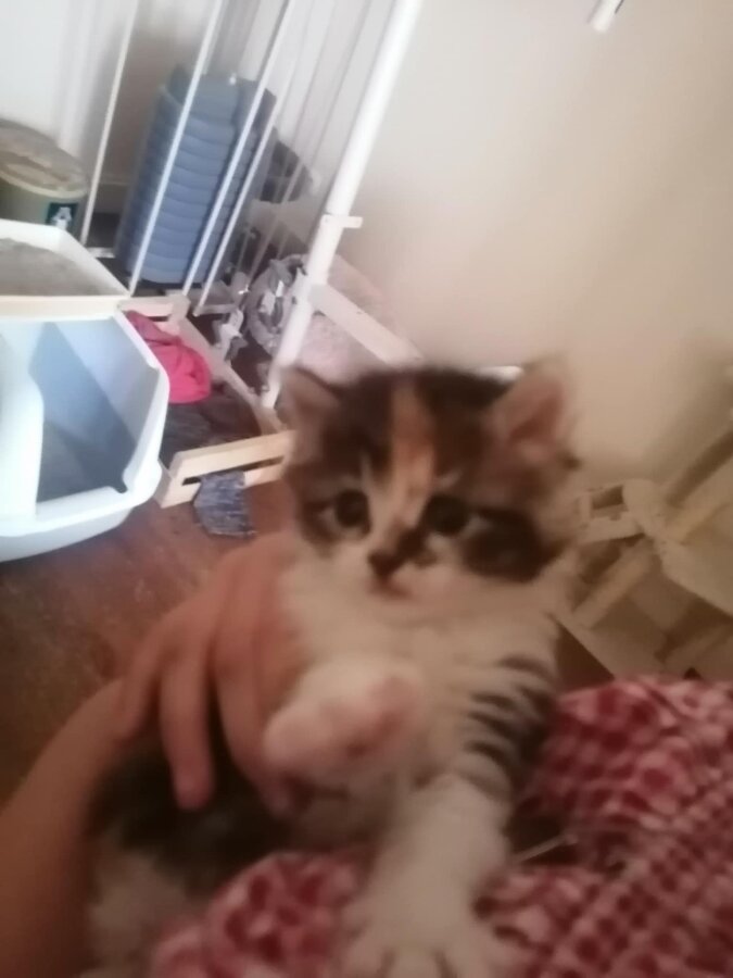 chat