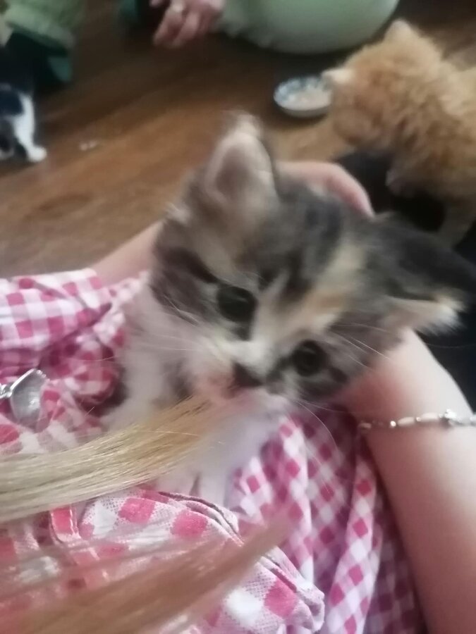chat