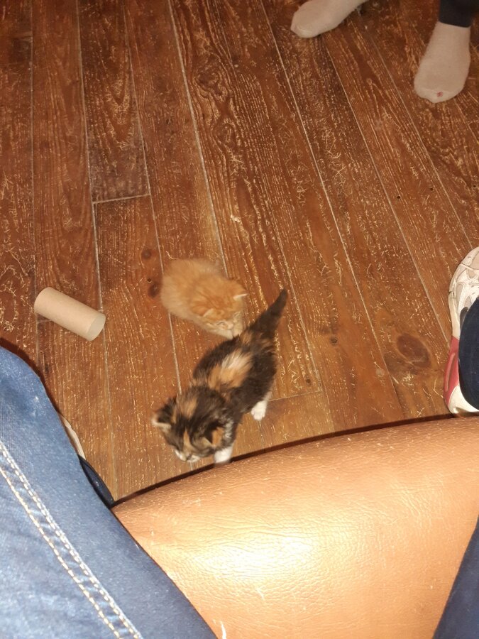 chat