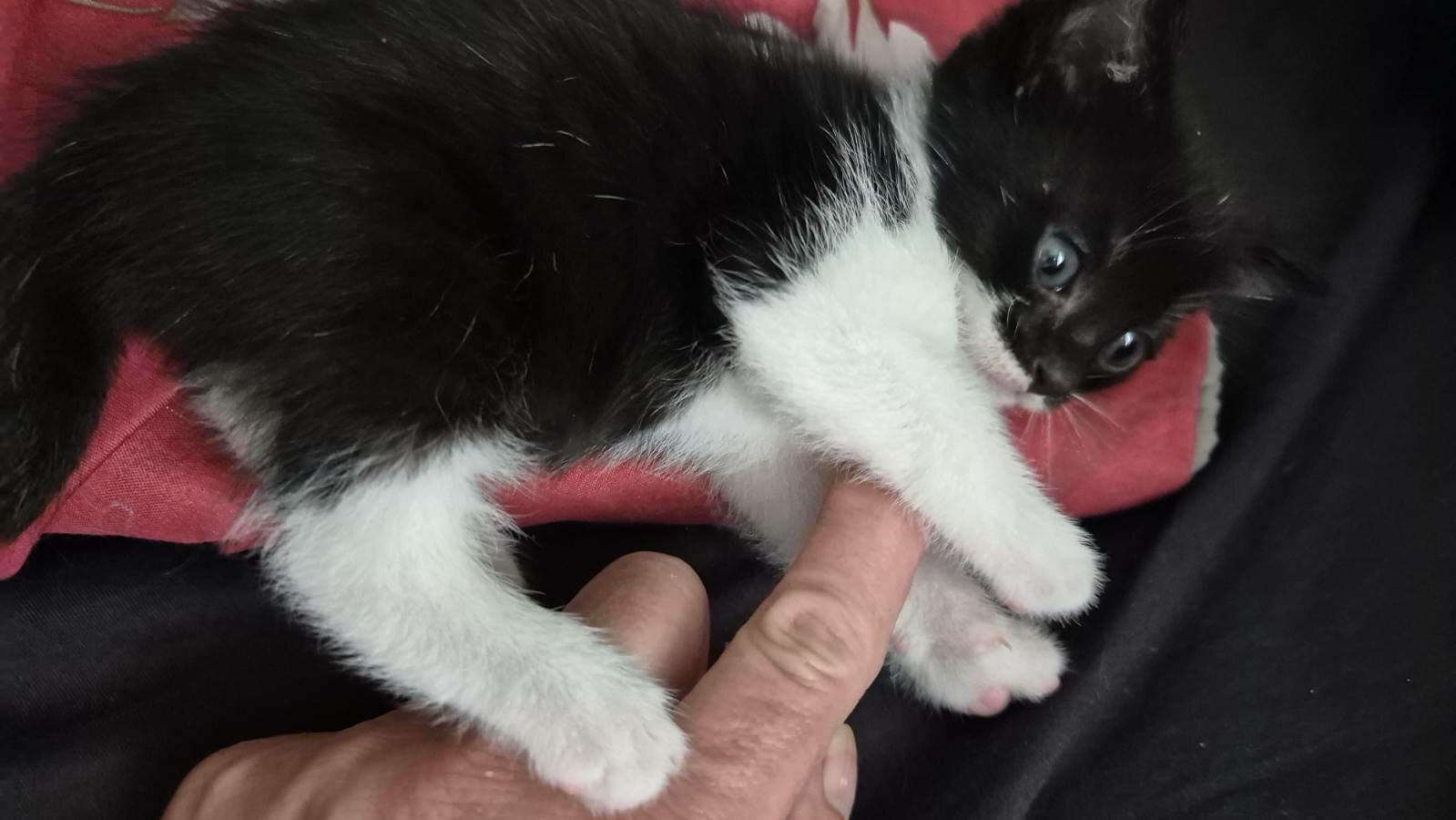 chat
