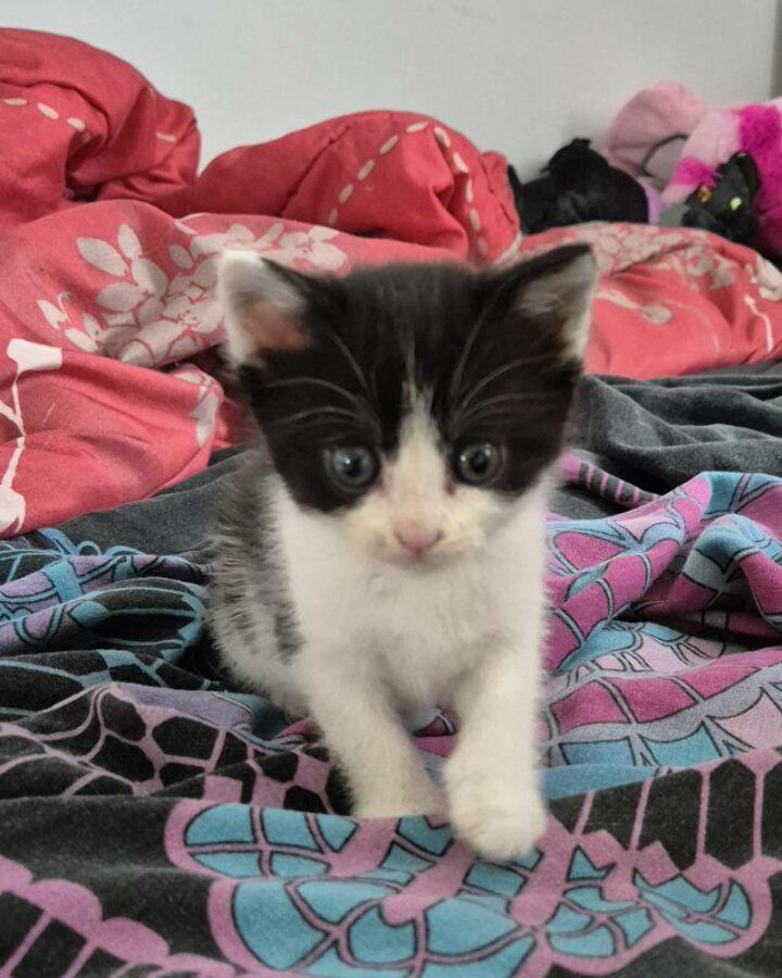 chat