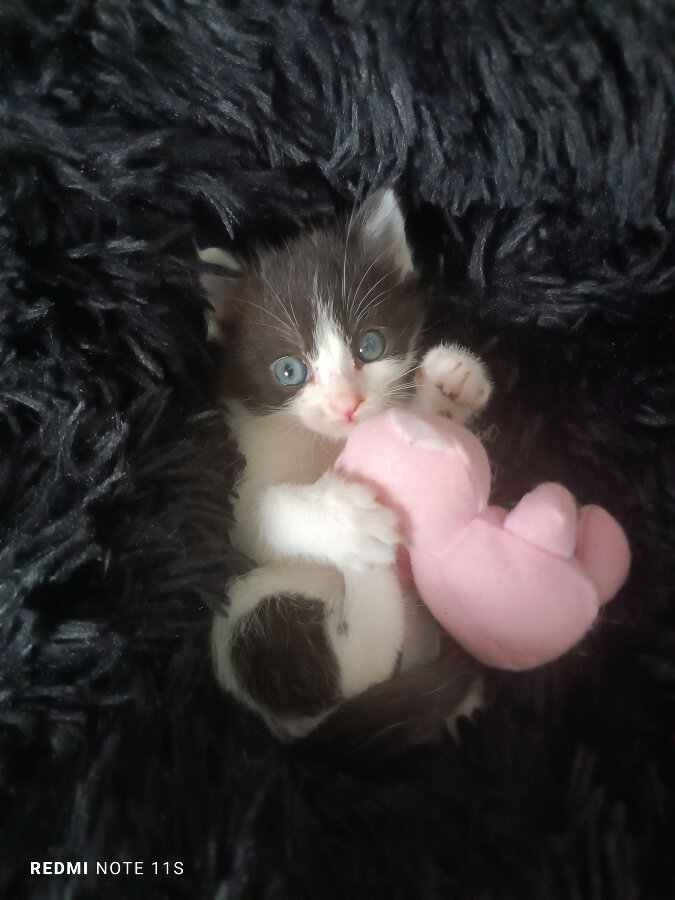 chat