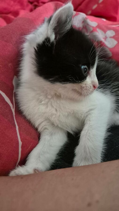 chat