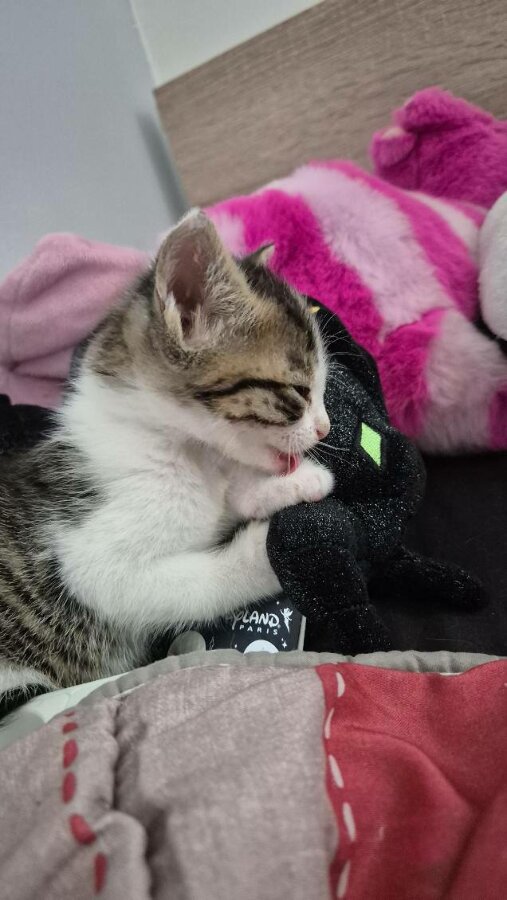chat