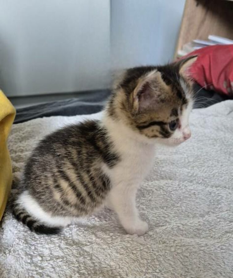 chat