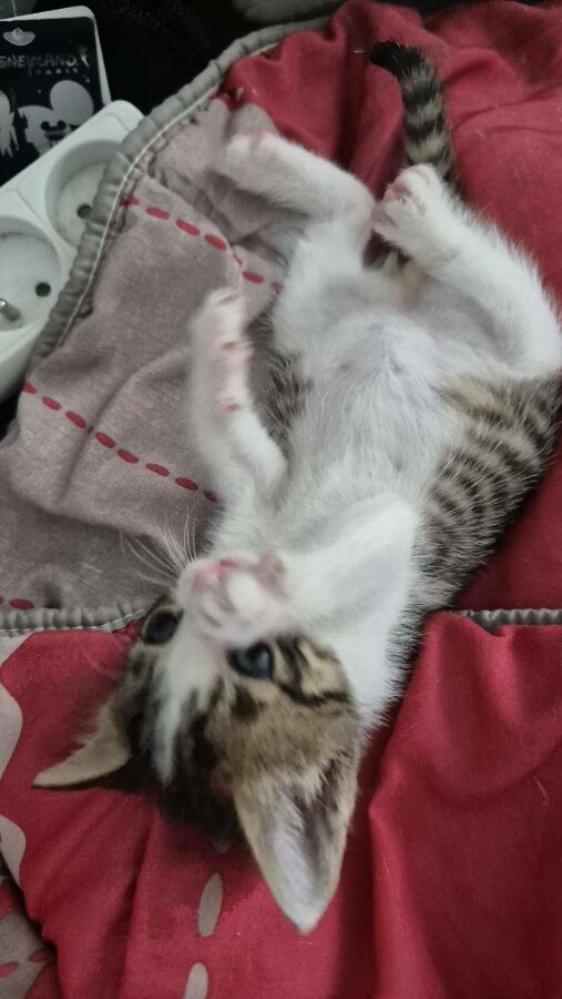 chat
