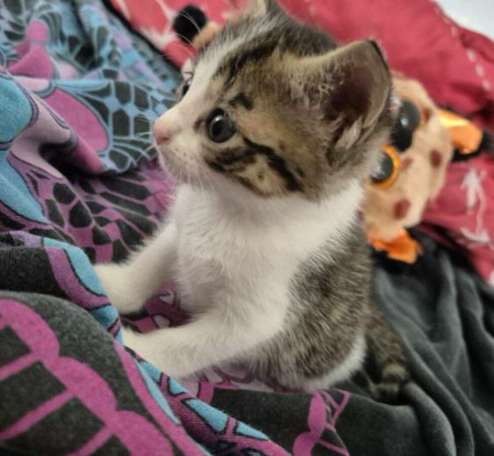 chat