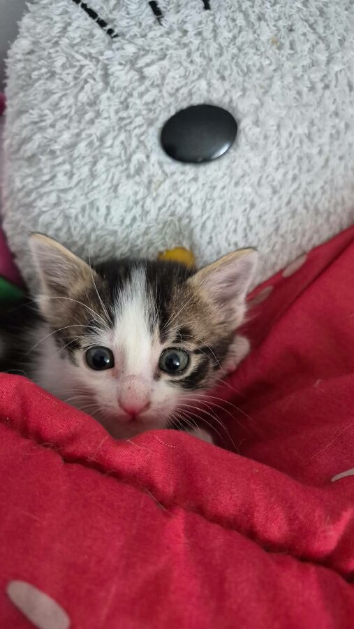 chat