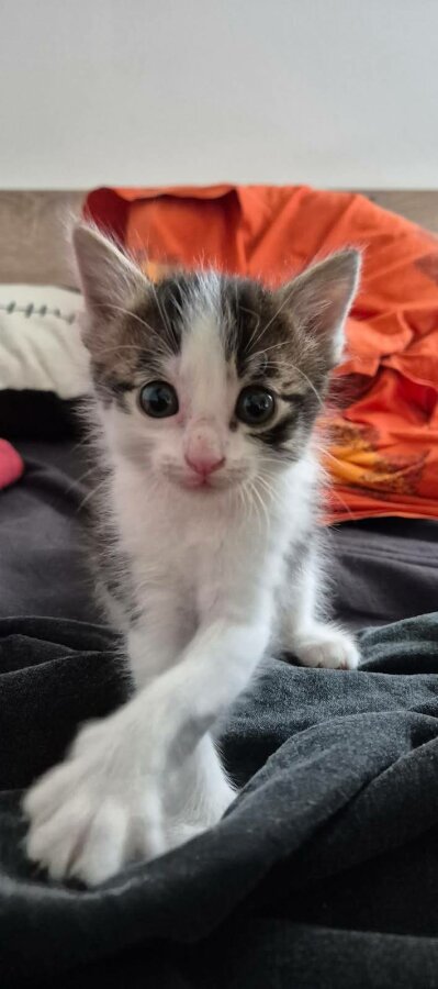 chat
