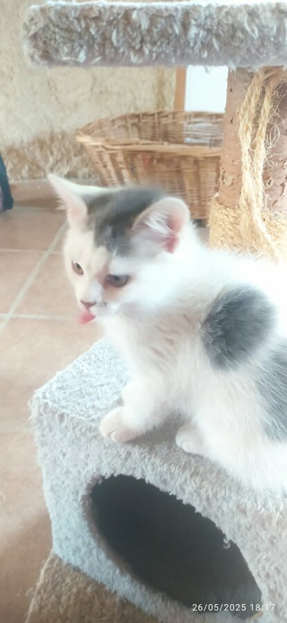 chat