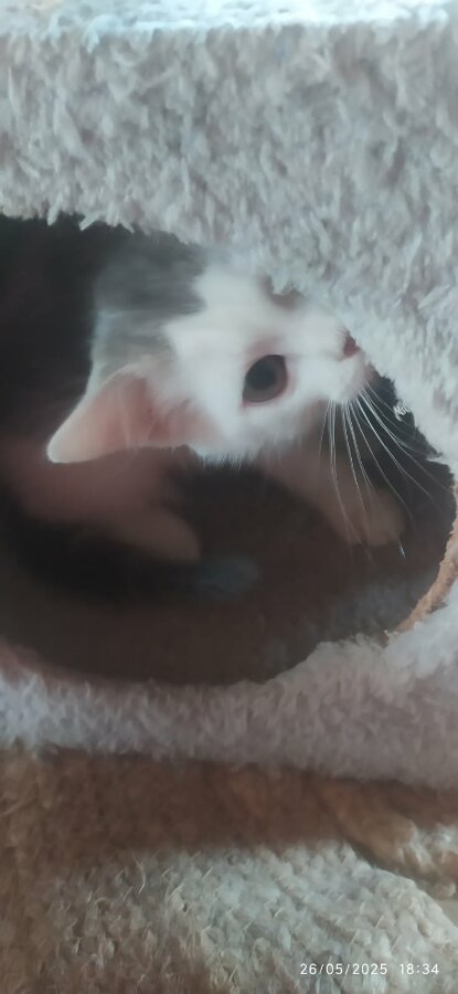 chat