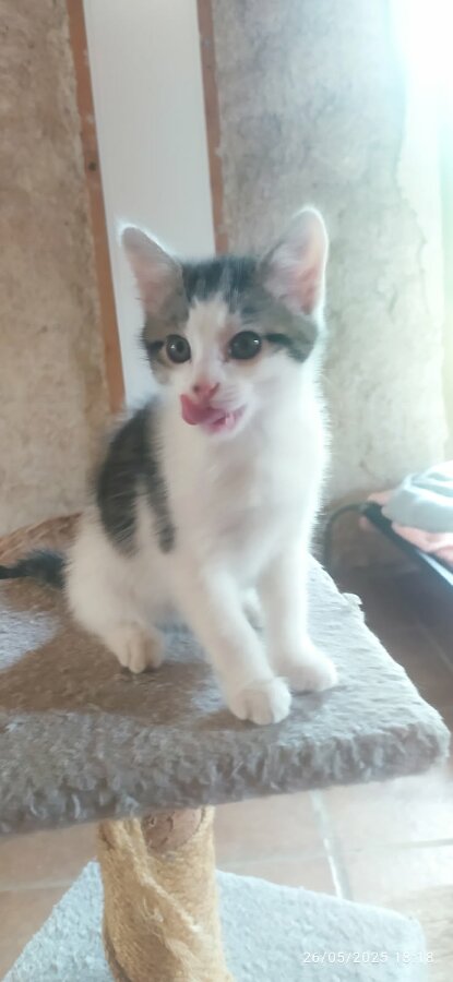 chat