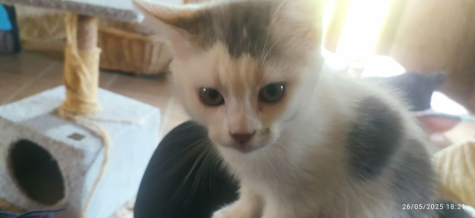 chat