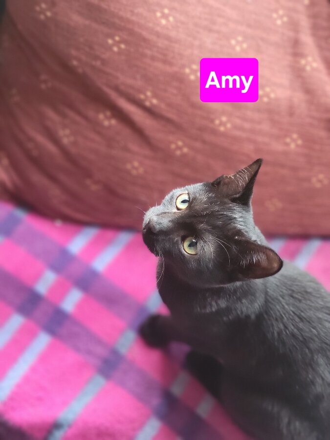 chat