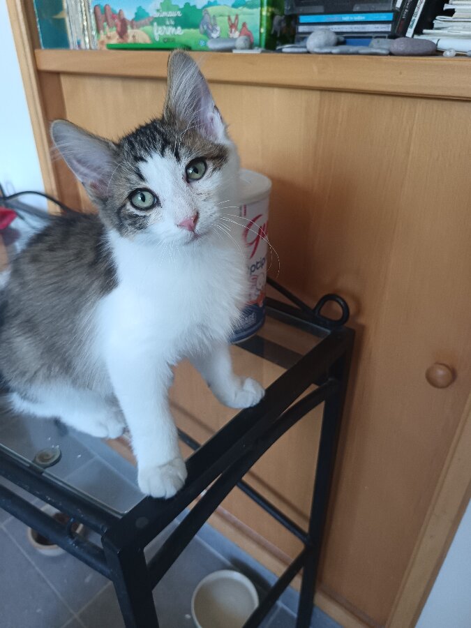 chat