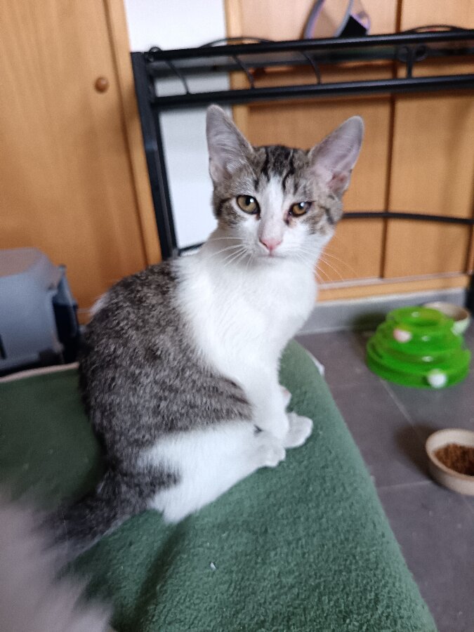 chat