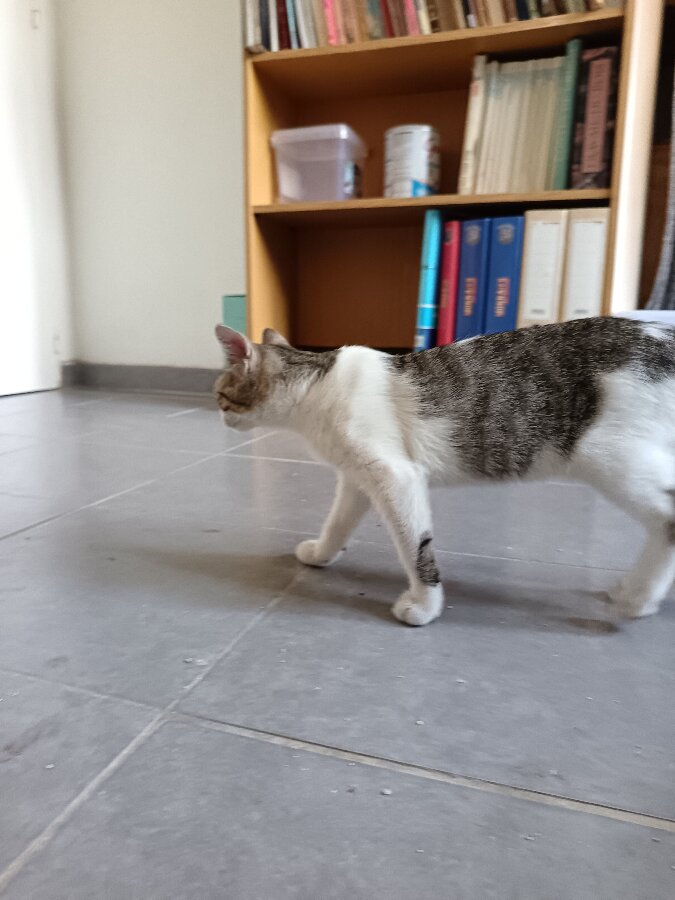 chat