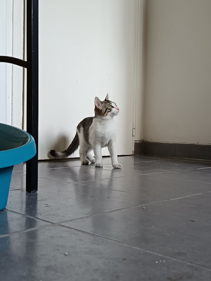 chat