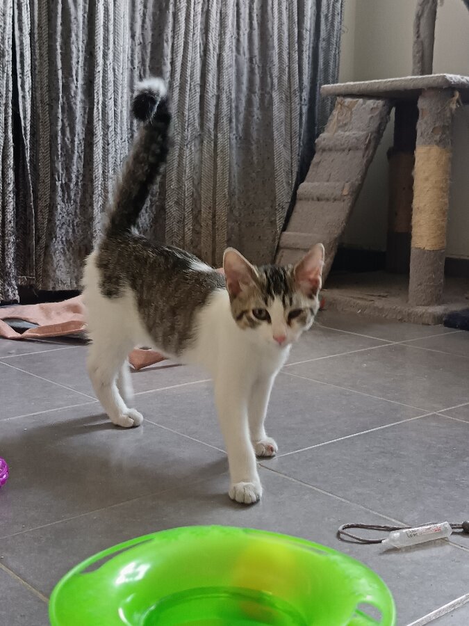 chat