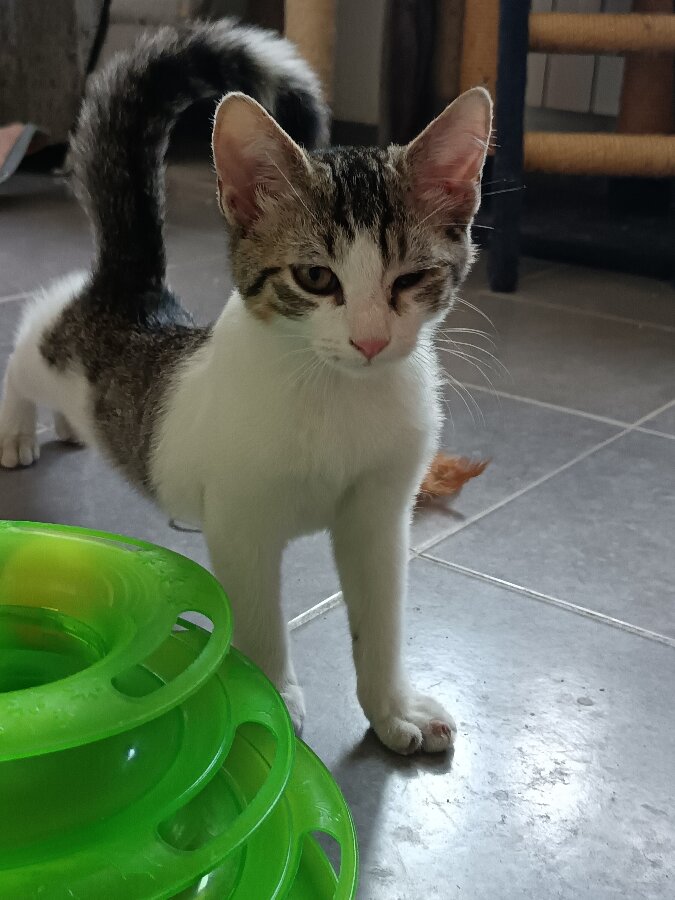 chat