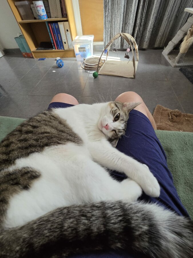chat