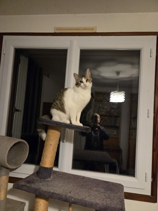 chat